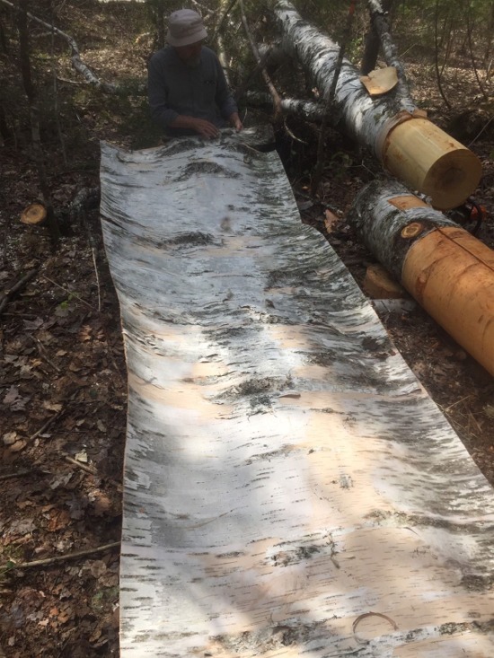 Skin for a birchbark canoe