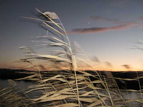 Reeds in an estuary