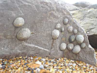 Limpets on a rock