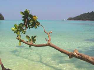 Tree over tropical lagoon