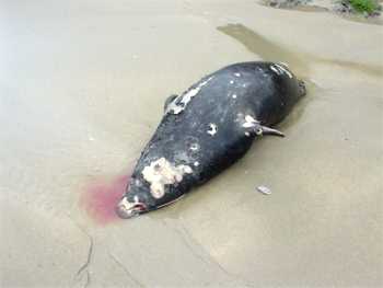 Dead seal