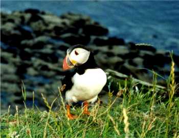 Puffin