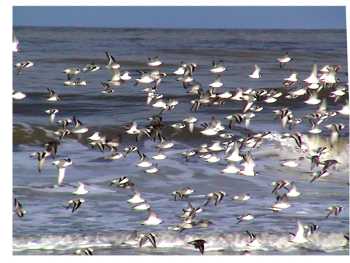 Sanderlings in flight