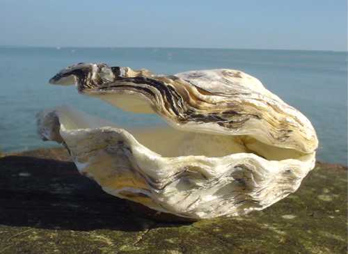 Oyster shell